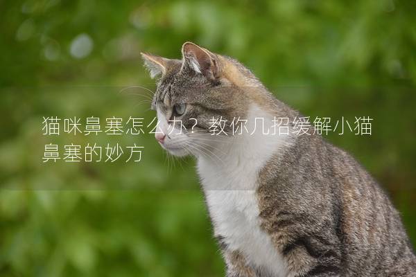 猫咪鼻塞怎么办？教你几招缓解小猫鼻塞的妙方