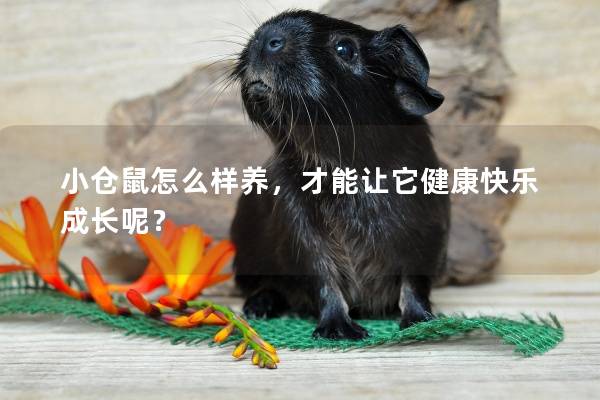 小仓鼠怎么样养，才能让它健康快乐成长呢？