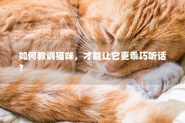 如何教训猫咪，才能让它更乖巧听话？