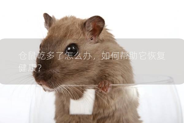 仓鼠吃多了怎么办，如何帮助它恢复健康？
