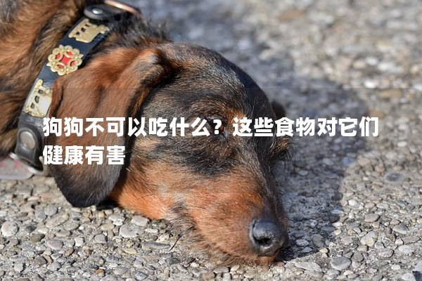 狗狗不可以吃什么？这些食物对它们健康有害
