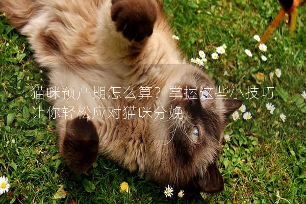猫咪预产期怎么算？掌握这些小技巧让你轻松应对猫咪分娩