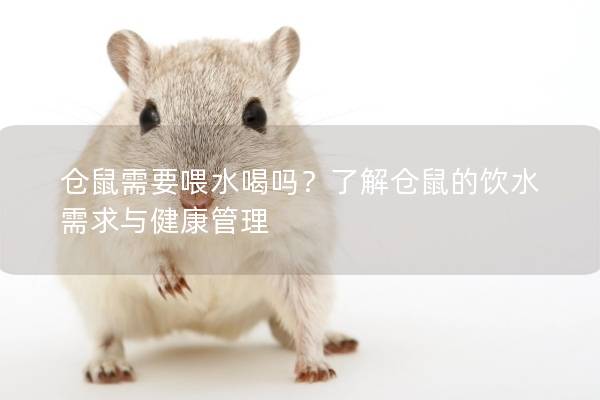 仓鼠需要喂水喝吗？了解仓鼠的饮水需求与健康管理