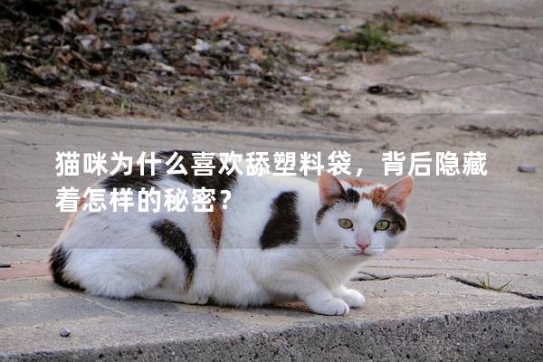 猫咪为什么喜欢舔塑料袋，背后隐藏着怎样的秘密？