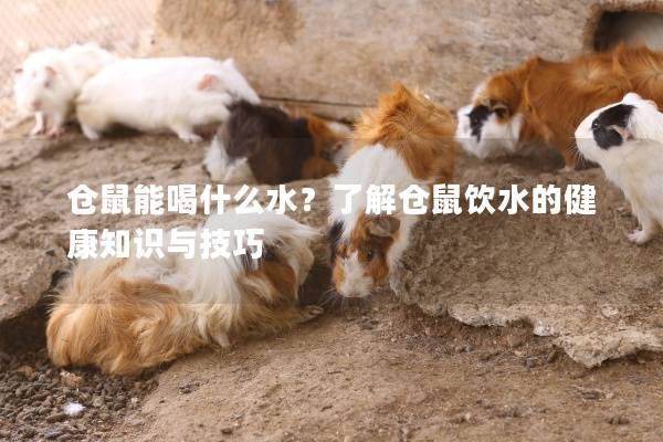 仓鼠能喝什么水？了解仓鼠饮水的健康知识与技巧