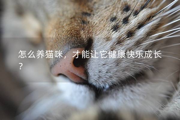 怎么养猫咪，才能让它健康快乐成长？