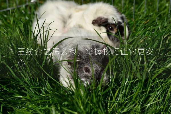 三线仓鼠怎么抱，掌握技巧让它更安心