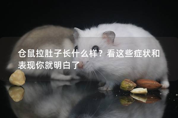 仓鼠拉肚子长什么样？看这些症状和表现你就明白了