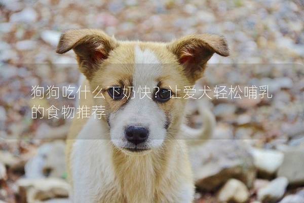 狗狗吃什么下奶快？让爱犬轻松哺乳的食物推荐