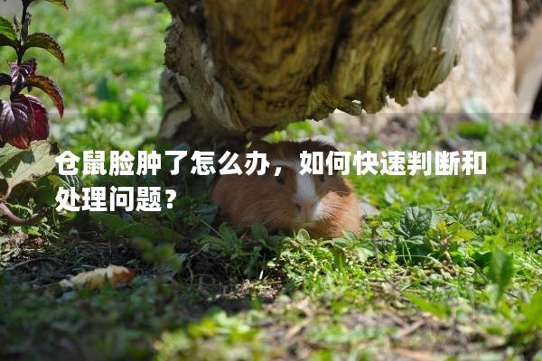 仓鼠脸肿了怎么办，如何快速判断和处理问题？