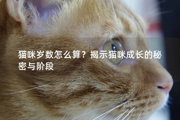 猫咪岁数怎么算？揭示猫咪成长的秘密与阶段