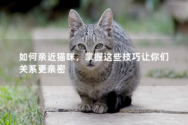 如何亲近猫咪，掌握这些技巧让你们关系更亲密