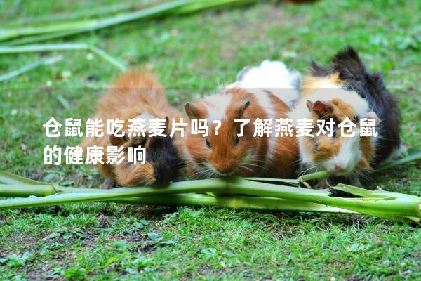 仓鼠能吃燕麦片吗？了解燕麦对仓鼠的健康影响
