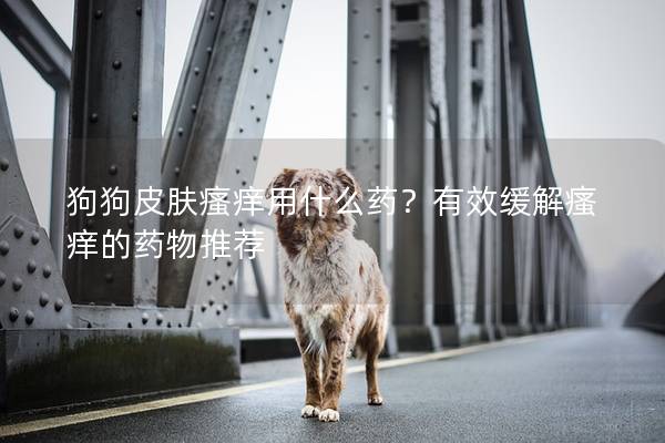 狗狗皮肤瘙痒用什么药？有效缓解瘙痒的药物推荐