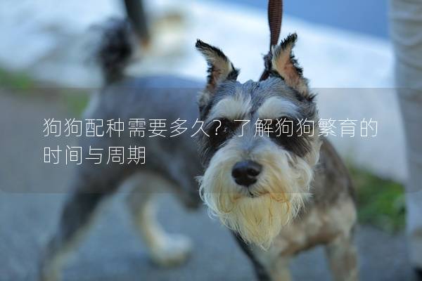 狗狗配种需要多久？了解狗狗繁育的时间与周期