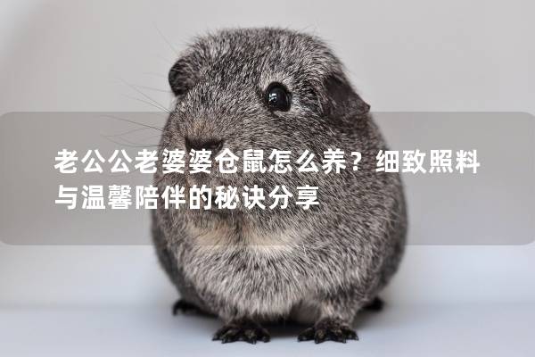 老公公老婆婆仓鼠怎么养？细致照料与温馨陪伴的秘诀分享