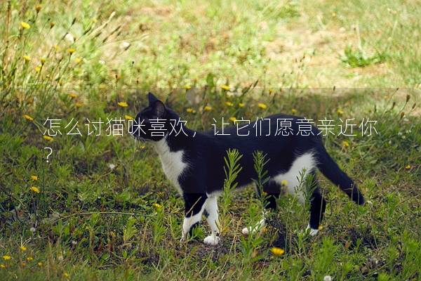 怎么讨猫咪喜欢，让它们愿意亲近你？