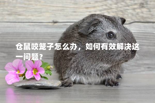 仓鼠咬笼子怎么办，如何有效解决这一问题？