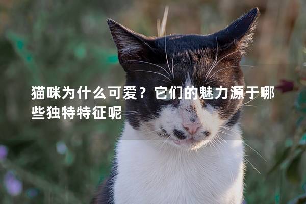 猫咪为什么可爱?它们的魅力源于哪些独特特征呢 猫咪为什么可爱?它们的魅力源于哪些独特特征呢