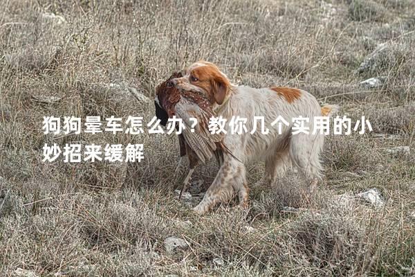 狗狗晕车怎么办？教你几个实用的小妙招来缓解