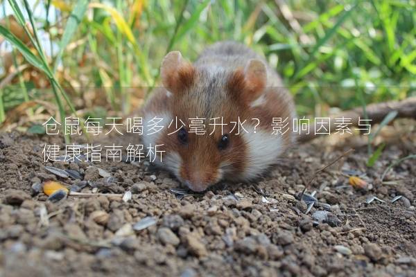 仓鼠每天喝多少毫升水？影响因素与健康指南解析