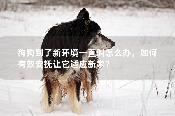 狗狗到了新环境一直叫怎么办，如何有效安抚让它适应新家？
