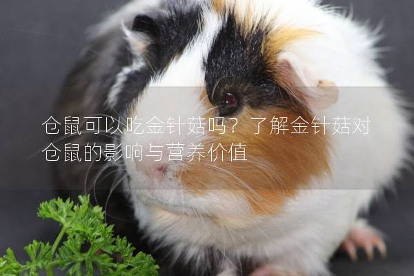 仓鼠可以吃金针菇吗？了解金针菇对仓鼠的影响与营养价值