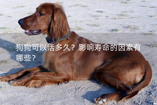 狗狗可以活多久?影响寿命的因素有哪些? 狗狗可以活多久?影响寿命的因素有哪些?