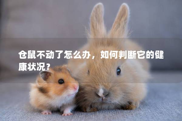 仓鼠不动了怎么办，如何判断它的健康状况？