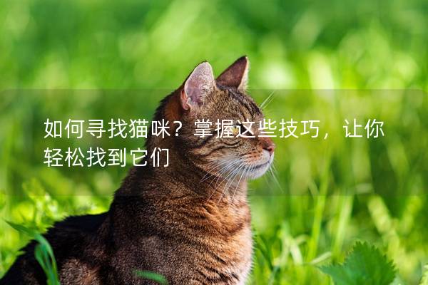 如何寻找猫咪？掌握这些技巧，让你轻松找到它们