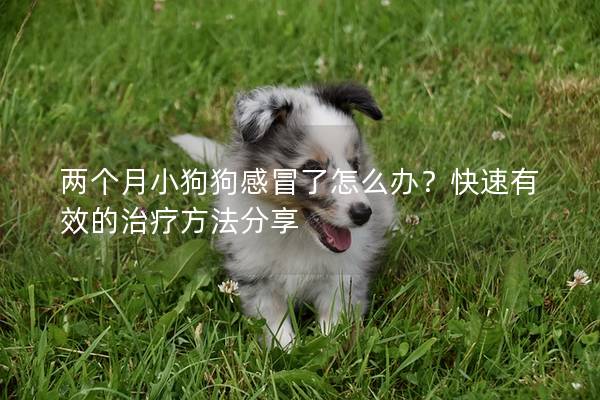 两个月小狗狗感冒了怎么办？快速有效的治疗方法分享