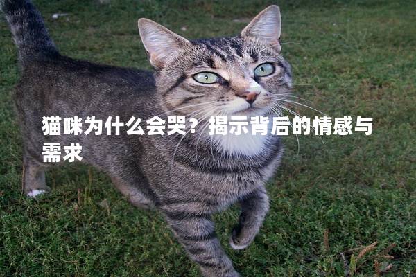 猫咪为什么会哭？揭示背后的情感与需求