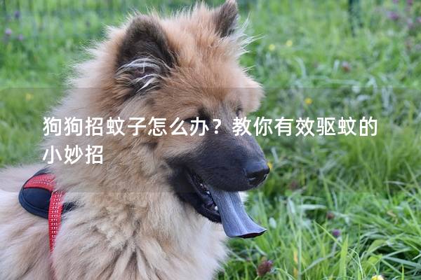狗狗招蚊子怎么办？教你有效驱蚊的小妙招