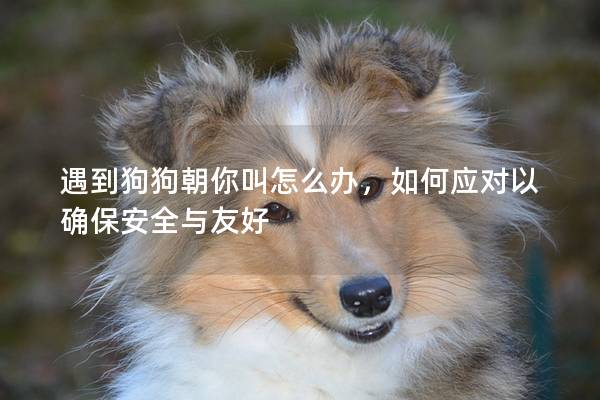 遇到狗狗朝你叫怎么办，如何应对以确保安全与友好