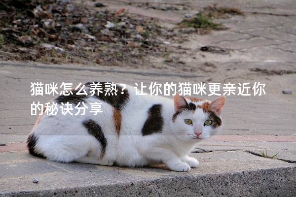 猫咪怎么养熟？让你的猫咪更亲近你的秘诀分享