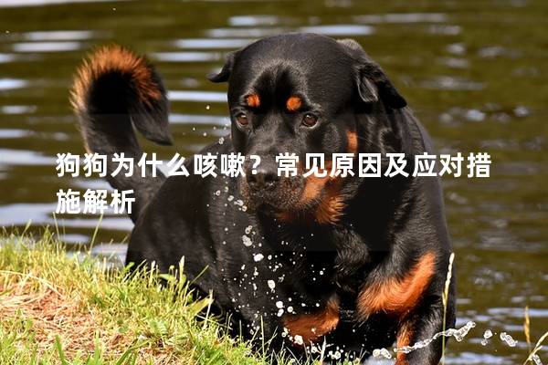 狗狗为什么咳嗽?常见原因及应对措施解析 狗狗为什么咳嗽?常见原因及应对措施解析