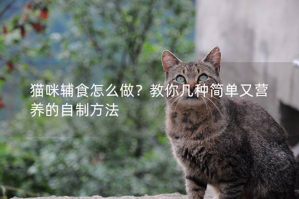 猫咪辅食怎么做?教你几种简单又营养的自制方法 猫咪辅食怎么做?教你几种简单又营养的自制方法
