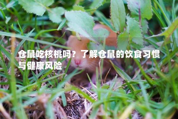 仓鼠吃核桃吗？了解仓鼠的饮食习惯与健康风险