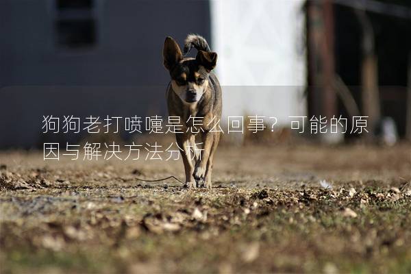 狗狗老打喷嚏是怎么回事？可能的原因与解决方法分析