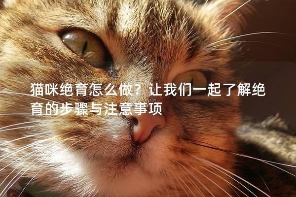 猫咪绝育怎么做？让我们一起了解绝育的步骤与注意事项