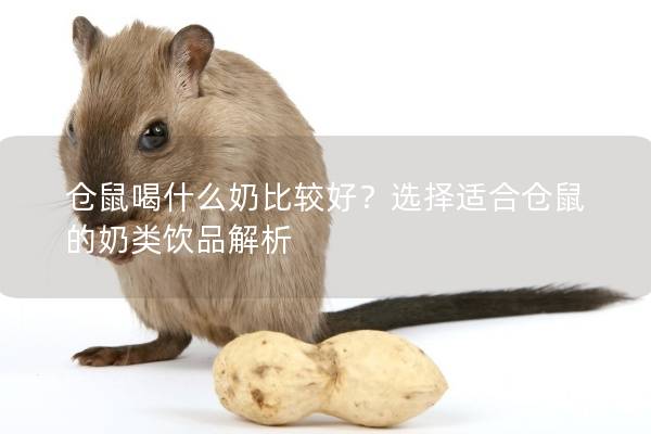 仓鼠喝什么奶比较好？选择适合仓鼠的奶类饮品解析