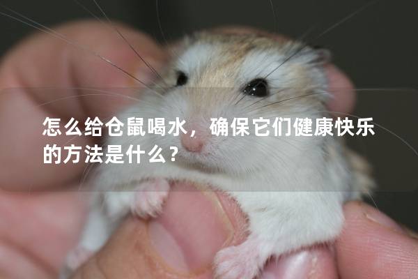 怎么给仓鼠喝水，确保它们健康快乐的方法是什么？