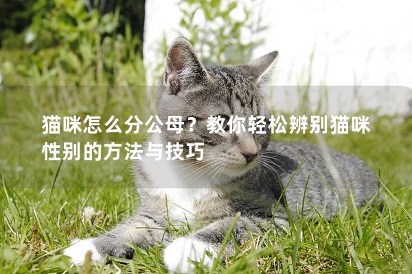 猫咪怎么分公母?教你轻松辨别猫咪性别的方法与技巧 猫咪怎么分公母?教你轻松辨别猫咪性别的方法与技巧