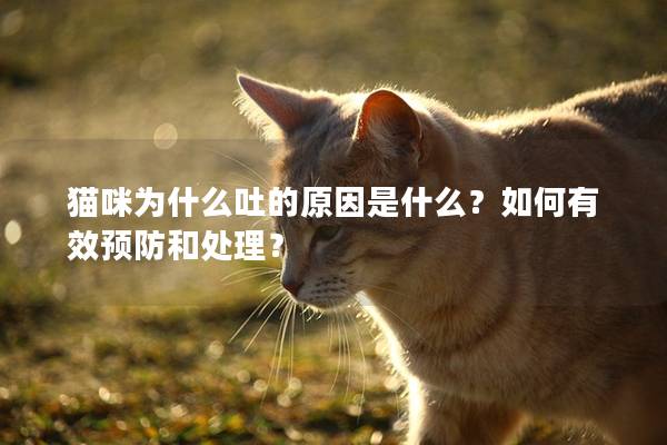 猫咪为什么吐的原因是什么？如何有效预防和处理？