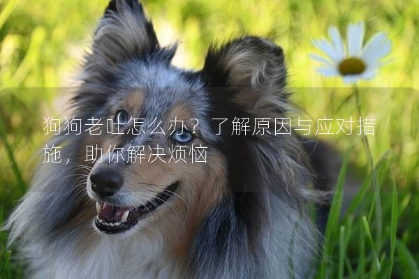 狗狗老吐怎么办？了解原因与应对措施，助你解决烦恼