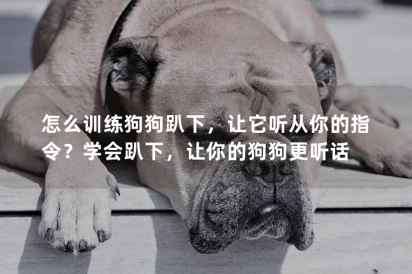 怎么训练狗狗趴下，让它听从你的指令？学会趴下，让你的狗狗更听话