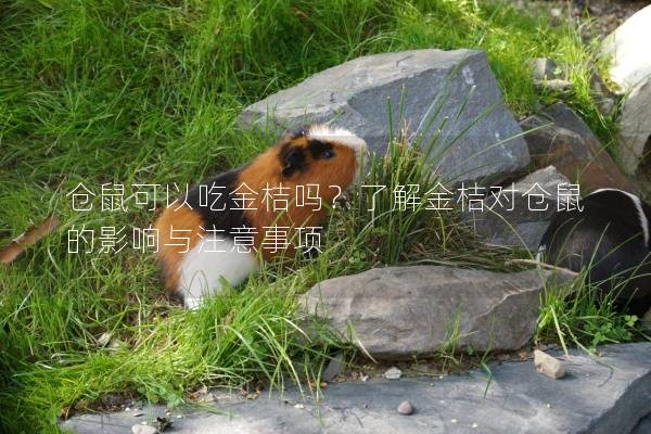 仓鼠可以吃金桔吗？了解金桔对仓鼠的影响与注意事项