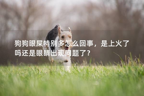 狗狗眼屎特别多怎么回事,是上火了吗还是眼睛出现问题了? 狗狗眼屎特别多怎么回事,是上火了吗还是眼睛出现问题了?