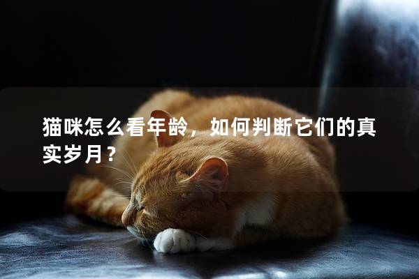 猫咪怎么看年龄，如何判断它们的真实岁月？