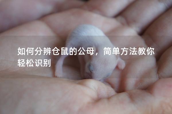 如何分辨仓鼠的公母，简单方法教你轻松识别